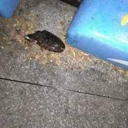 ハリイカ(スミイカ)一杯@エギング