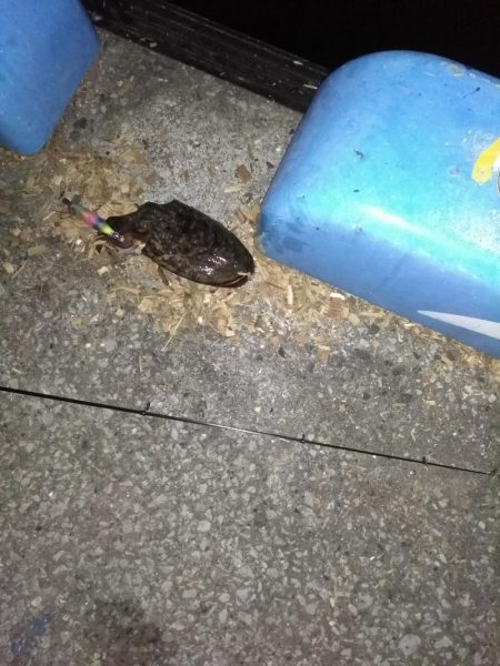 ハリイカ(スミイカ)一杯@エギング