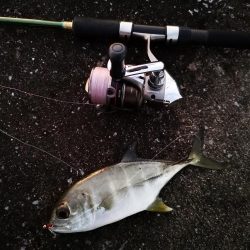 マイクロジギング釣果