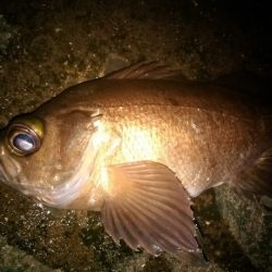 メバリングで泣き尺