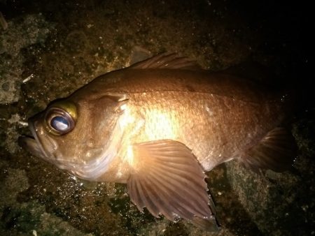 メバリングで泣き尺