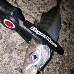 爆風キャロアジング