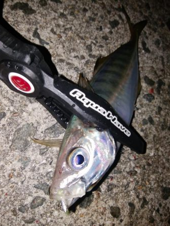 爆風キャロアジング