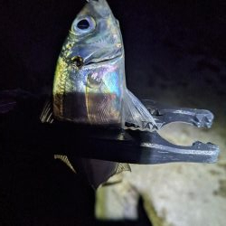 地合いに入れ食い