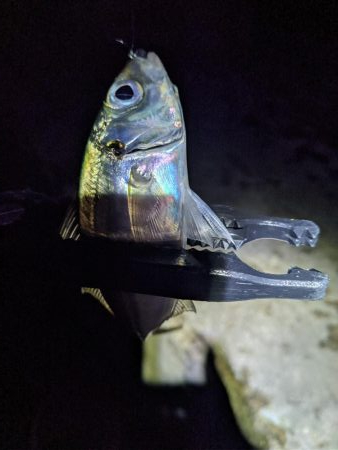 地合いに入れ食い