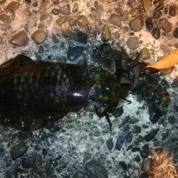 夜、微風、エギング