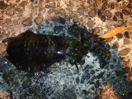 夜、微風、エギング