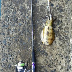 遅めの朝マヅメ