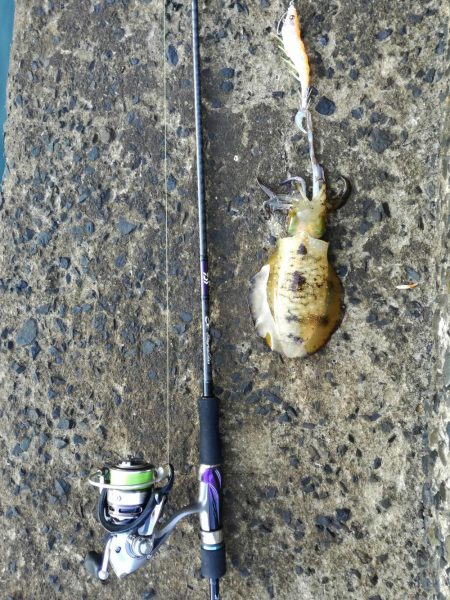 遅めの朝マヅメ