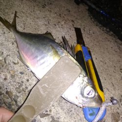 夜ハマチ泣き尺めばる
