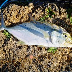 サーフエリアでカスミアジ