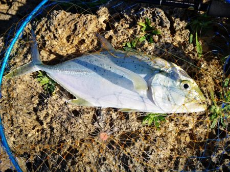 サーフエリアでカスミアジ