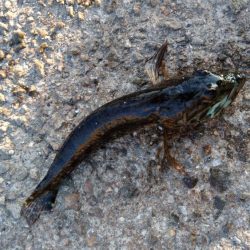 2019年最後のアジング?