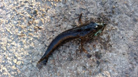 2019年最後のアジング?