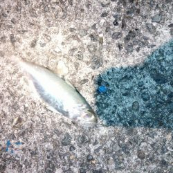 冬に貴重な無風の日