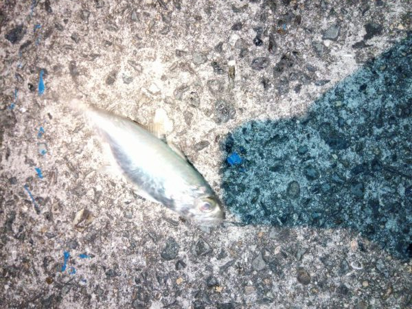 冬に貴重な無風の日