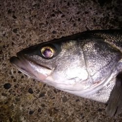 ハタハタパターン　シーバス開幕