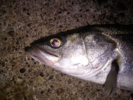 ハタハタパターン　シーバス開幕