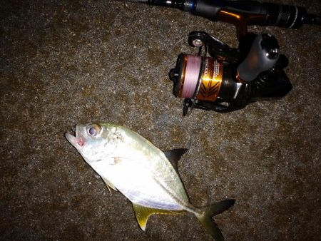 ナイトワームでメッキ釣り