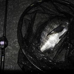 南港へち釣行 （12/22 久々の南港ヘチ釣り キビレチヌ 48cm、大型ハゼ 釣果有り）