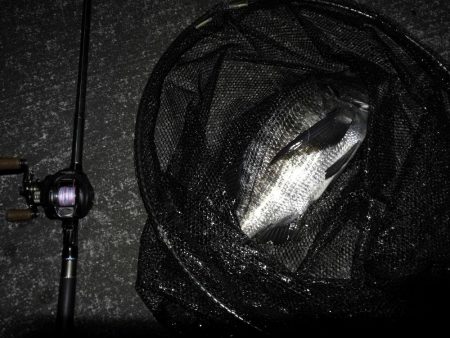 南港へち釣行 （12/22 久々の南港ヘチ釣り キビレチヌ 48cm、大型ハゼ 釣果有り）