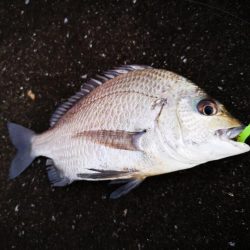 ワームでミナミクロダイ