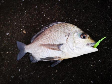 ワームでミナミクロダイ