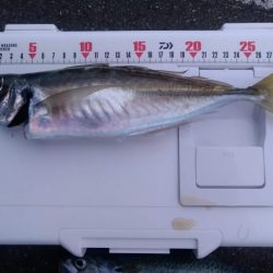 尺アジ、尺サバ祭り