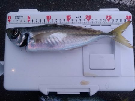 尺アジ、尺サバ祭り