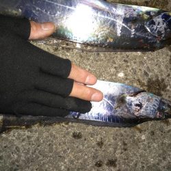 タチウオまだ居ます