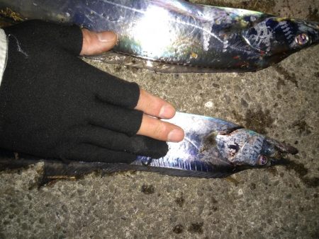 タチウオまだ居ます