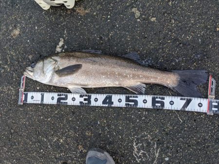 ショートでサイズアップ