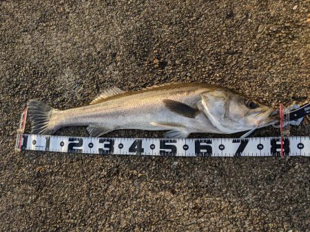 きましたランカー