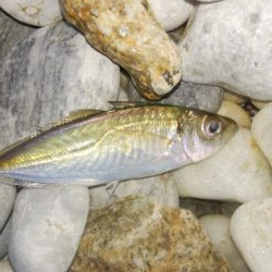 フロート&ジグ単