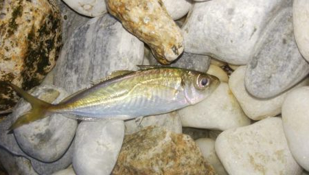 フロート&ジグ単