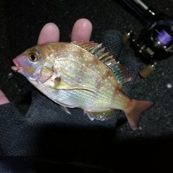 【釣り】南港へち釣行 （12/29 南港ヘチ釣り ガシラ、真鯛（チャリコ） 釣果有り）