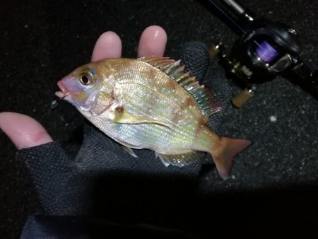 【釣り】南港へち釣行 （12/29 南港ヘチ釣り ガシラ、真鯛（チャリコ） 釣果有り）