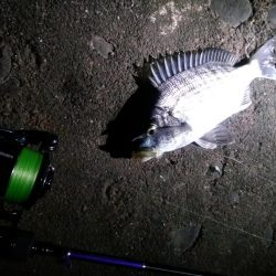 良型アジ、サバ狙うも