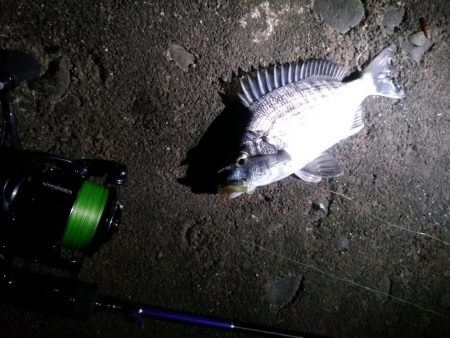 良型アジ、サバ狙うも