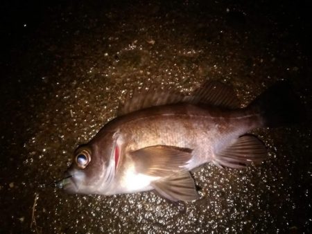 釣り納めはメバリング(*\'▽\…