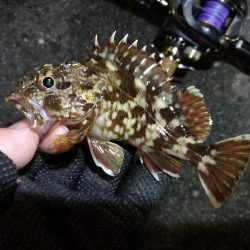 南港へち釣行 （12/31 大晦日だよ！南港ヘチ釣り ガシラ、タコ 釣果有り）