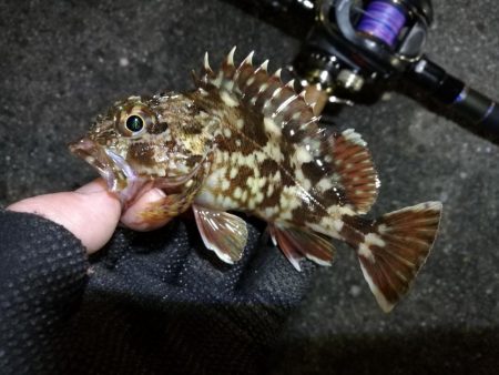 南港へち釣行 （12/31 大晦日だよ！南…