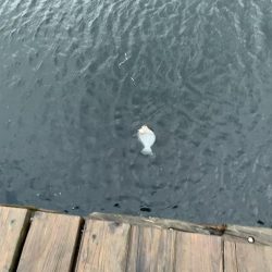 嵐の中での根性の釣り