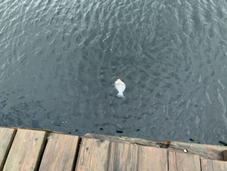 嵐の中での根性の釣り