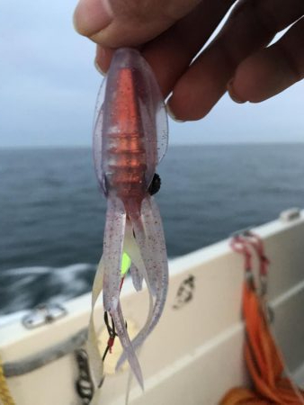 タイラバで大鯛!