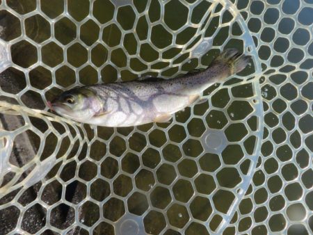 東山湖忘年釣行