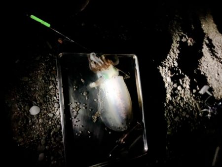 最後の最後に1/20、ちっちゃいけど一夜干…