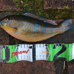 イガミ、チャリコ、グレ、コアジほか