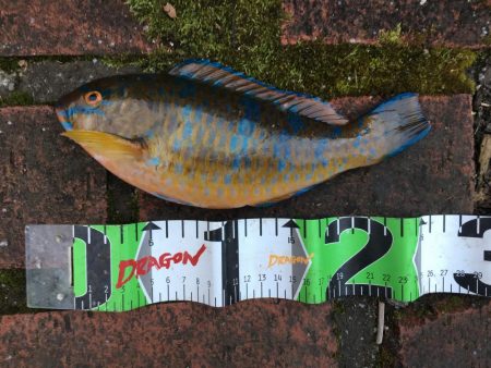 イガミ、チャリコ、グレ、コアジほか