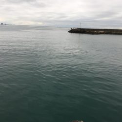 ヘダイ3匹(最大31㎝)、ボラ2匹(最大55㎝)、ガシラ1匹